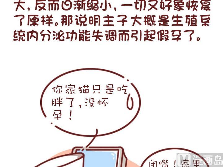 🍜有宠百科 70如何判断猫咪是否怀孕 第13页