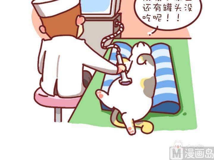 🍜有宠百科 70如何判断猫咪是否怀孕 第14页