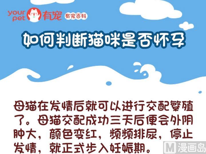 🍜有宠百科 70如何判断猫咪是否怀孕 第2页