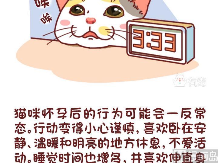 🍜有宠百科 70如何判断猫咪是否怀孕 第4页