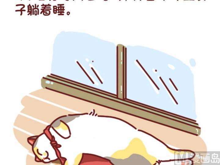 🍜有宠百科 70如何判断猫咪是否怀孕 第5页