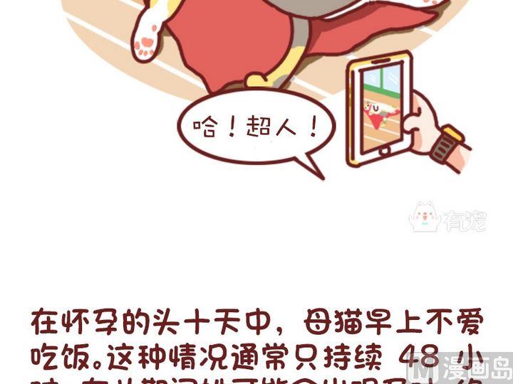 🍜有宠百科 70如何判断猫咪是否怀孕 第6页