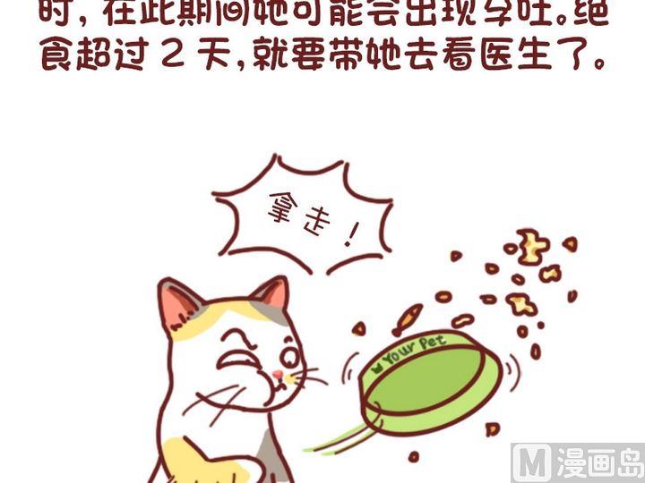 🍜有宠百科 70如何判断猫咪是否怀孕 第7页