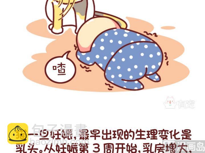 🍜有宠百科 70如何判断猫咪是否怀孕 第8页