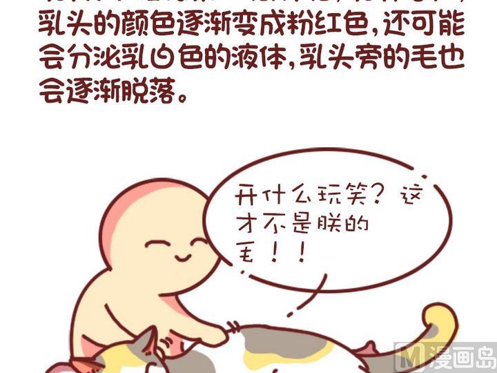 🍜有宠百科 70如何判断猫咪是否怀孕 第9页