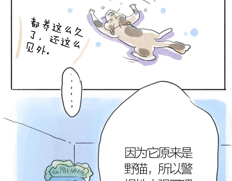 取得猫咪信任的方法-第54话