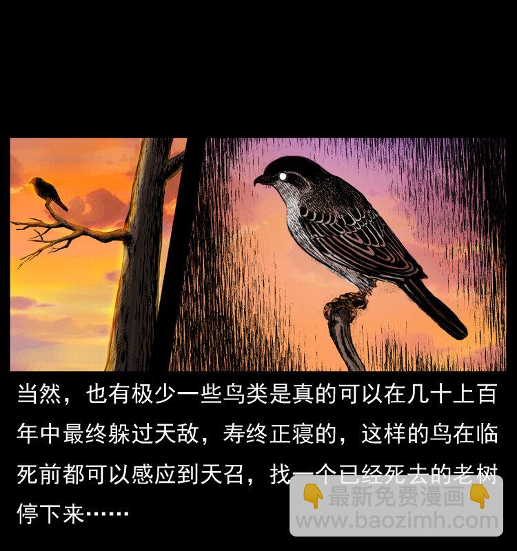 🍜幽冥诡匠 036 百雀丹（上） 第8页