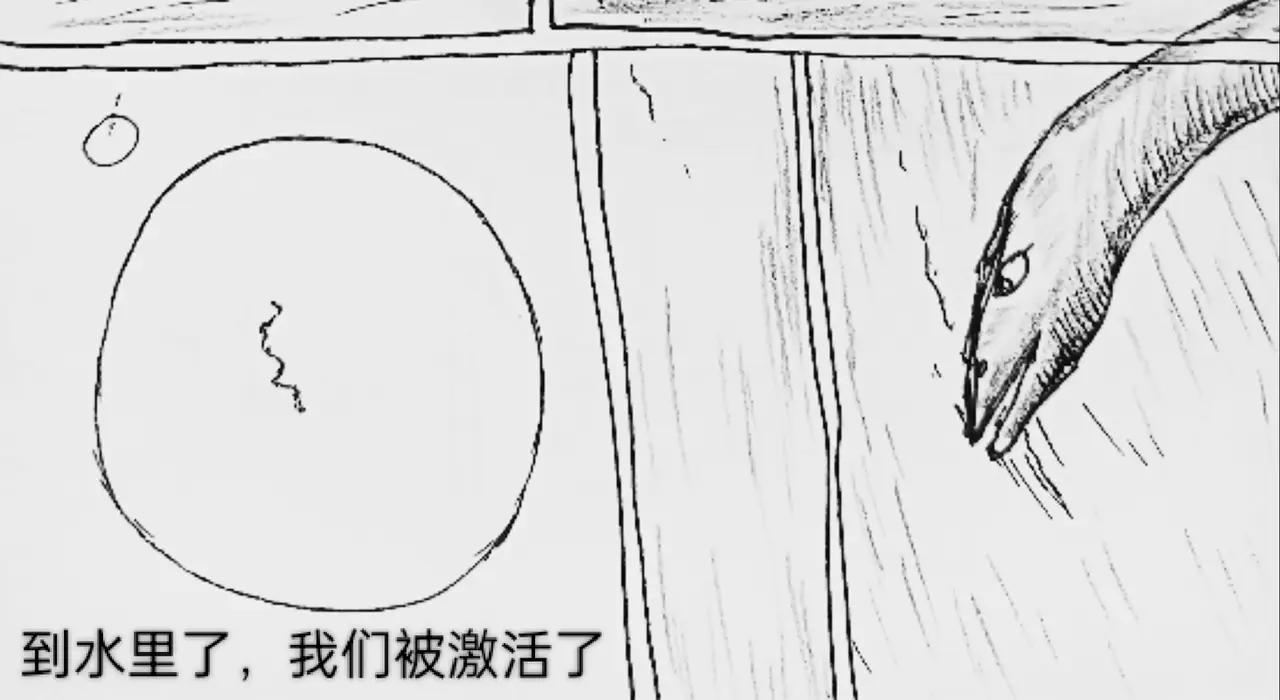 哺乳动物出现-第66话